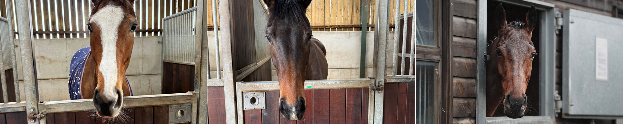 Pointing Syndicate Company horses in stables