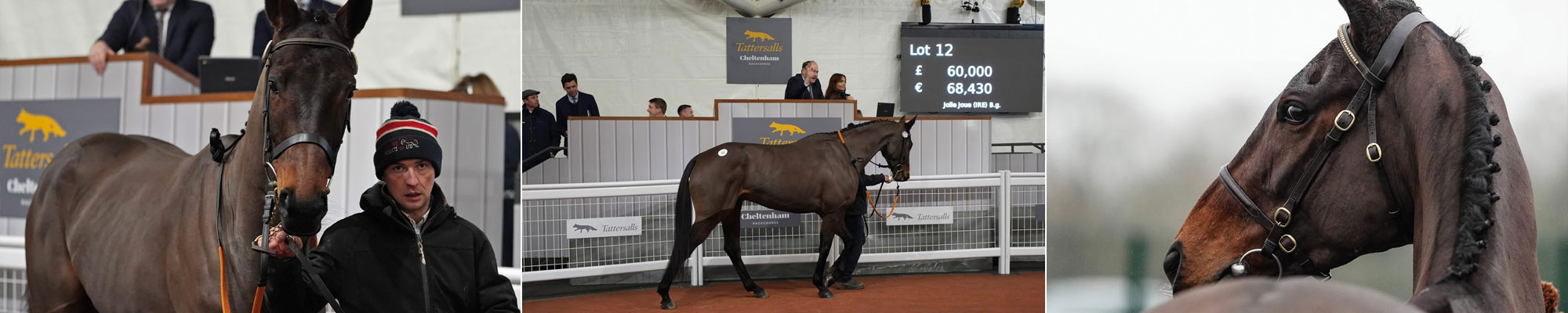 Racing horse sale event in Cheltenham