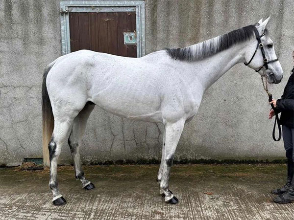 Chinx of Light horse