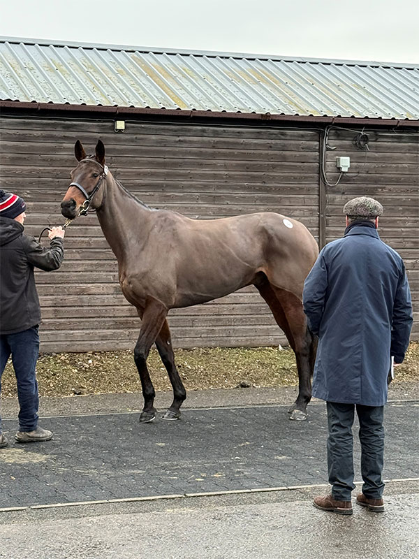 Horse being trained in Cheshire