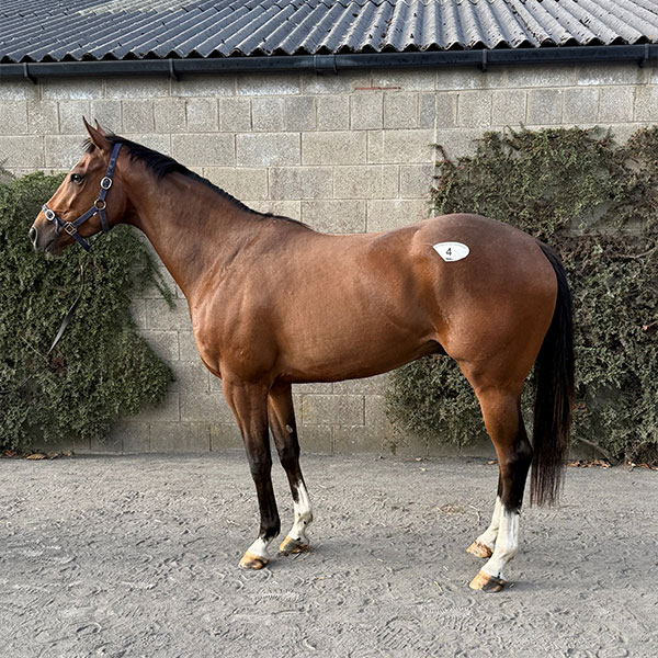 Maxios horse