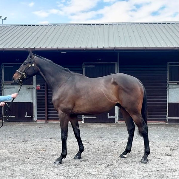 Cheshire horse - NEWXIANDRE