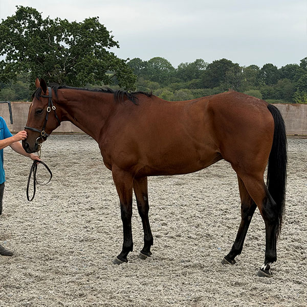 Poets Word horse
